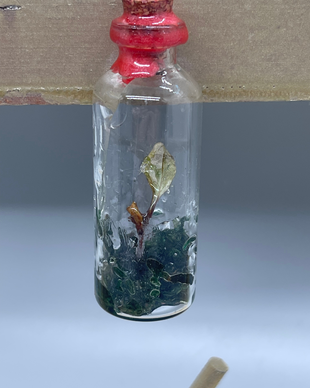 Plant in a bottle Keychain